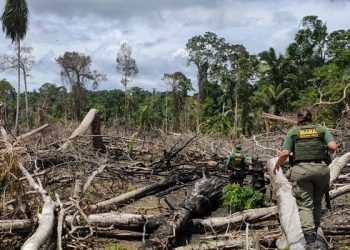 Ibama identifica e multa responsável por grilagem na TI Ituna/Itatá