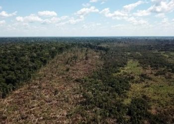 Semas embarga 52 áreas de desmatamento ilegal na região do Xingu, no PA