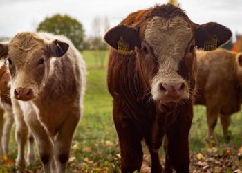 Emater contrata para cinco vagas com salário de até R$ 4 mil