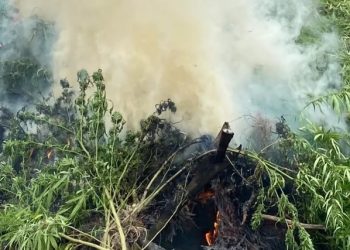Polícia encontra plantação de maconha e mais de 10 mil pés são incinerados no Pará