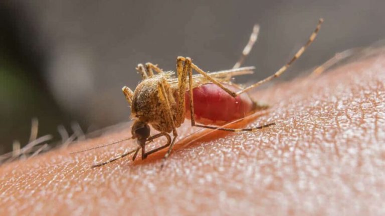 Mosquito é transmissor da malária, febre amarela e dengue. — Foto: Lauren Bishop