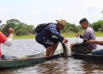 Pesca representa 40% da renda na economia familiar dos moradores da várzea do Baixo Amazonas, aponta estudo