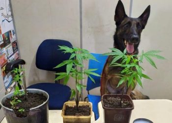 Cadela policial que combate o tráfico sofre ameaças no Pará