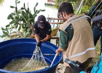 Semas apreende mais de 200 kg de pescado no Lago de Tucuruí
