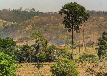 Maio: Pará reduz em mais 40% o desmatamento em todo o território estadual