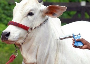 Campanha de vacinação contra febre aftosa começa no Pará