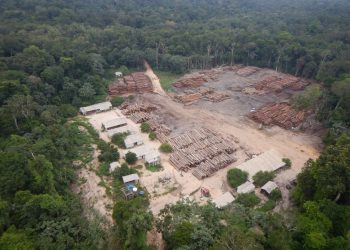 Madeira da maior apreensão já realizada pela Polícia Federal na Amazônia é liberada