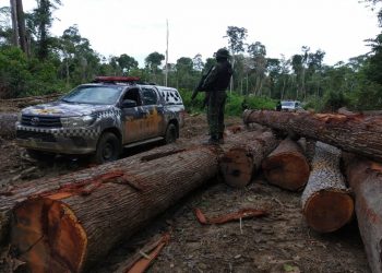 Mais de 500m³ de madeira são apreendidas durante operação da 1ª Cipamb na região do Chapadão