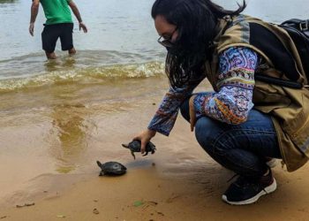 Mais 200 quelônios foram soltos em 2020 e 2021 no Pará