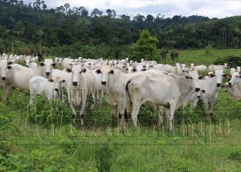 Foto: Wilson Soares/A Voz do Xingu