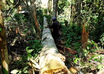 Alerta de desmatamento na Amazônia Legal em maio é o maior desde 2016