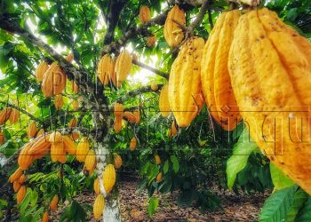 Foto: A Voz do Xingu