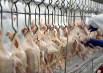Preço do frango consumido pelos paraenses supera inflação e acumula alta de 24%