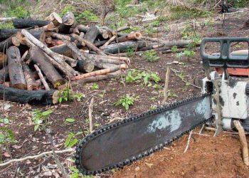 MPF denuncia invasores de terra indígena no Pará por crimes ambientais