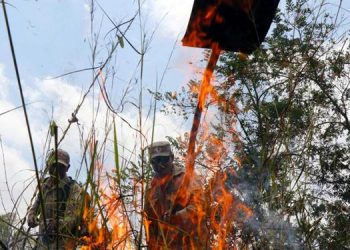 Pará tem redução de 14% nas ocorrências de focos de calor em junho