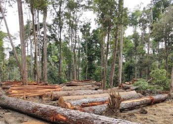 Foto: 1ª Cipamb/Divulgação