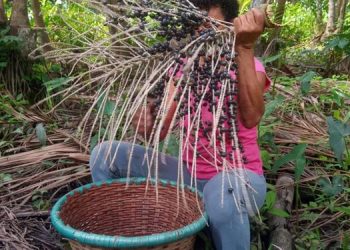 Fonte: Agência Pará