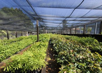 Foto: Norte Energia/Divulgação