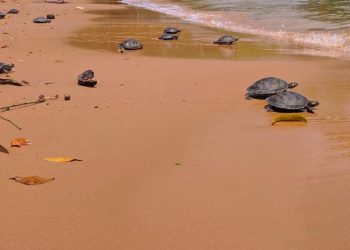 Foto: Agência Pará