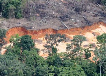 Foto: Divulgação/Chico Batata/Greenpeace
