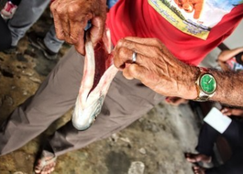 MPF recorre de decisão concedida em favor de Belo Monte sobre o hidrograma da Volta Grande do Xingu