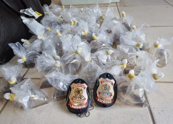 Polícia Federal realiza flagrante de tráfico de peixes ornamentais – Altamira/PA