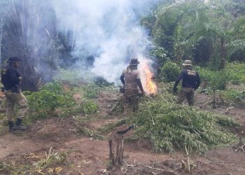 Foto: Reprodução/Polícia Federal do Pará