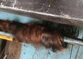 Foto: reprodução redes sociais