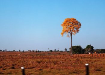 Foto: Bruno Cecim / Ag.Pará