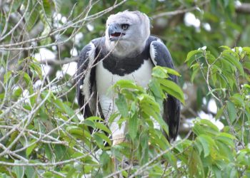 Crédito da foto: Daniell Villar