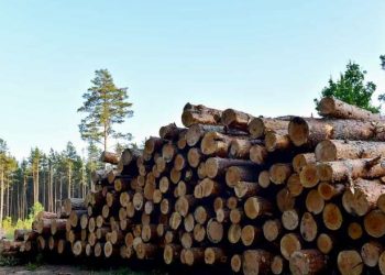 Crédito: Reprodução