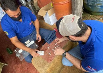 Foto: Agência Pará/Divulgação