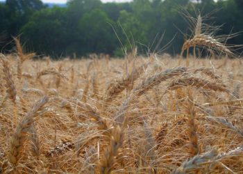 Foto: Agência Brasil