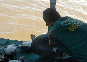 Foto: Polícia Militar/Divulgação