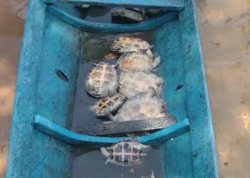 Polícia Ambiental apreende tartarugas e equipamentos de pesca utilizados ilegalmente no Rio Xingu/PA