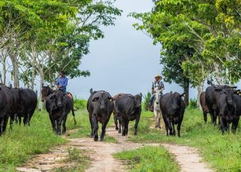 Foto: Igor Cordero / Divulgação