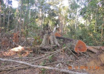 Foto: Divulgação/Ibama
