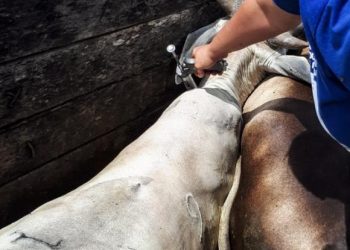 Foto: Agência Pará