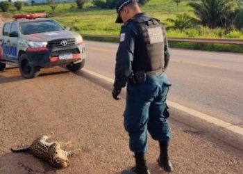 Reprodução / Site Folha do Progresso