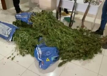 Pés de maconha encontrados em propriedades de Novo Progresso em ação da Superintendência Regional do Tapajós da Polícia Civil (Reprodução / Site Giro Portal)