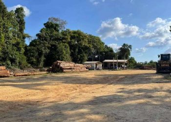 Manejo florestal sustentável comunitário ocorre na Resex Verde Para Sempre, em Porto de Moz - Crédito: Divulgação