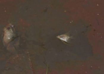 Foto: Reprodução / TV Liberal