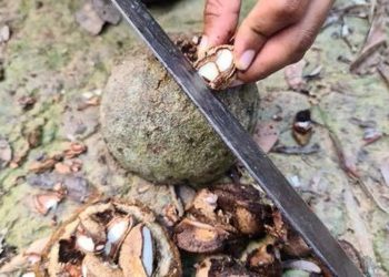 Foto: Agência Pará/Divulgação