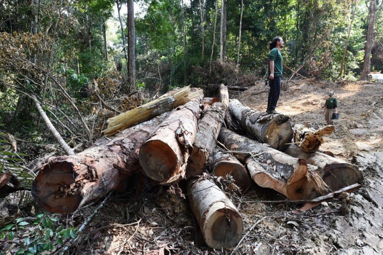 Autoridades do Pará fiscalizam área desmatada na Amazônia em Pacajá, a 620 km de Belém, em 22 de setembro de 2021. — Foto: Evaristo Sá/AFP