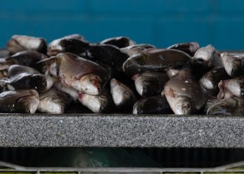 Foto: Foto: Marcelo Brandt/G1