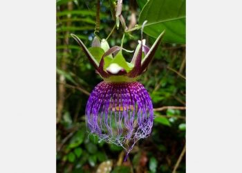 Foto: Agência Pará/Divulgação