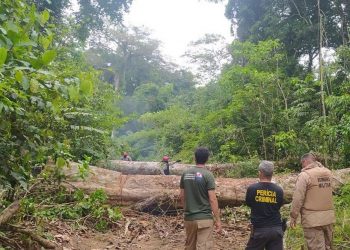 Operação Amazônia Viva atua em regiões do estado no combate ao desmatamento — Foto: Divulgação/Ascom Semas