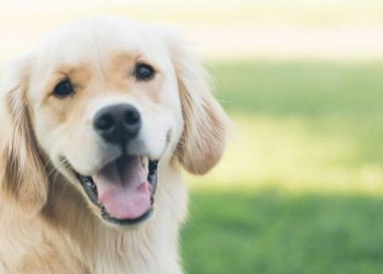 Foto: Reprodução da internet