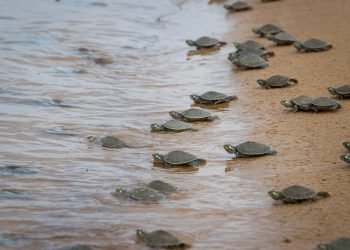 Crédito da foto: Jaime Souzza / Acervo Norte Energia