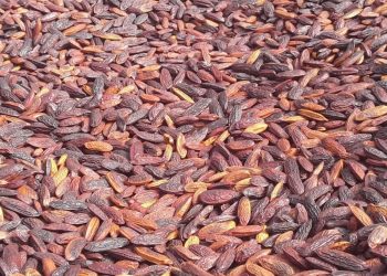 Foto: Coopaflora/Divulgação